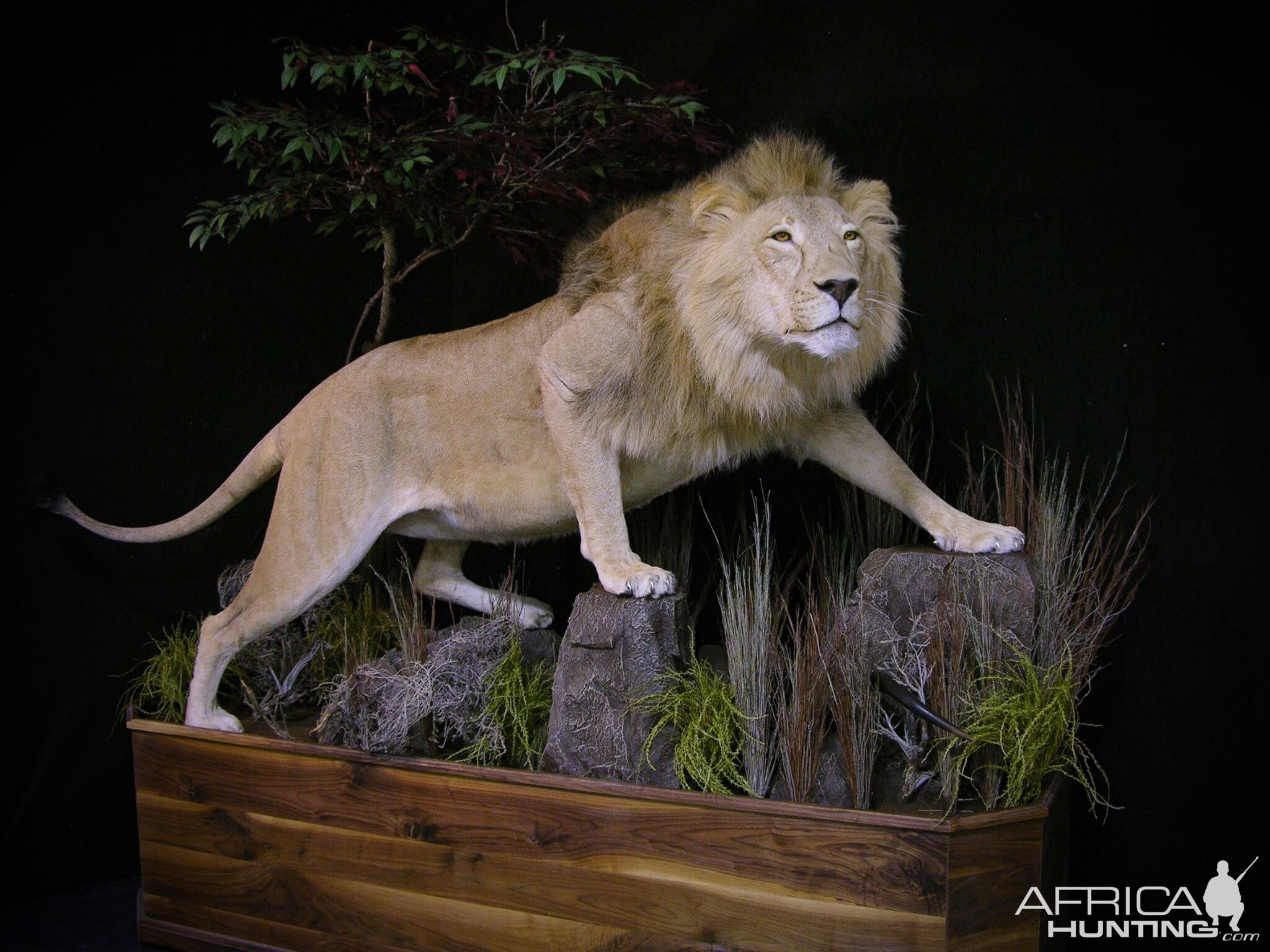 Lion Full Mount Pedestal Taxidermy