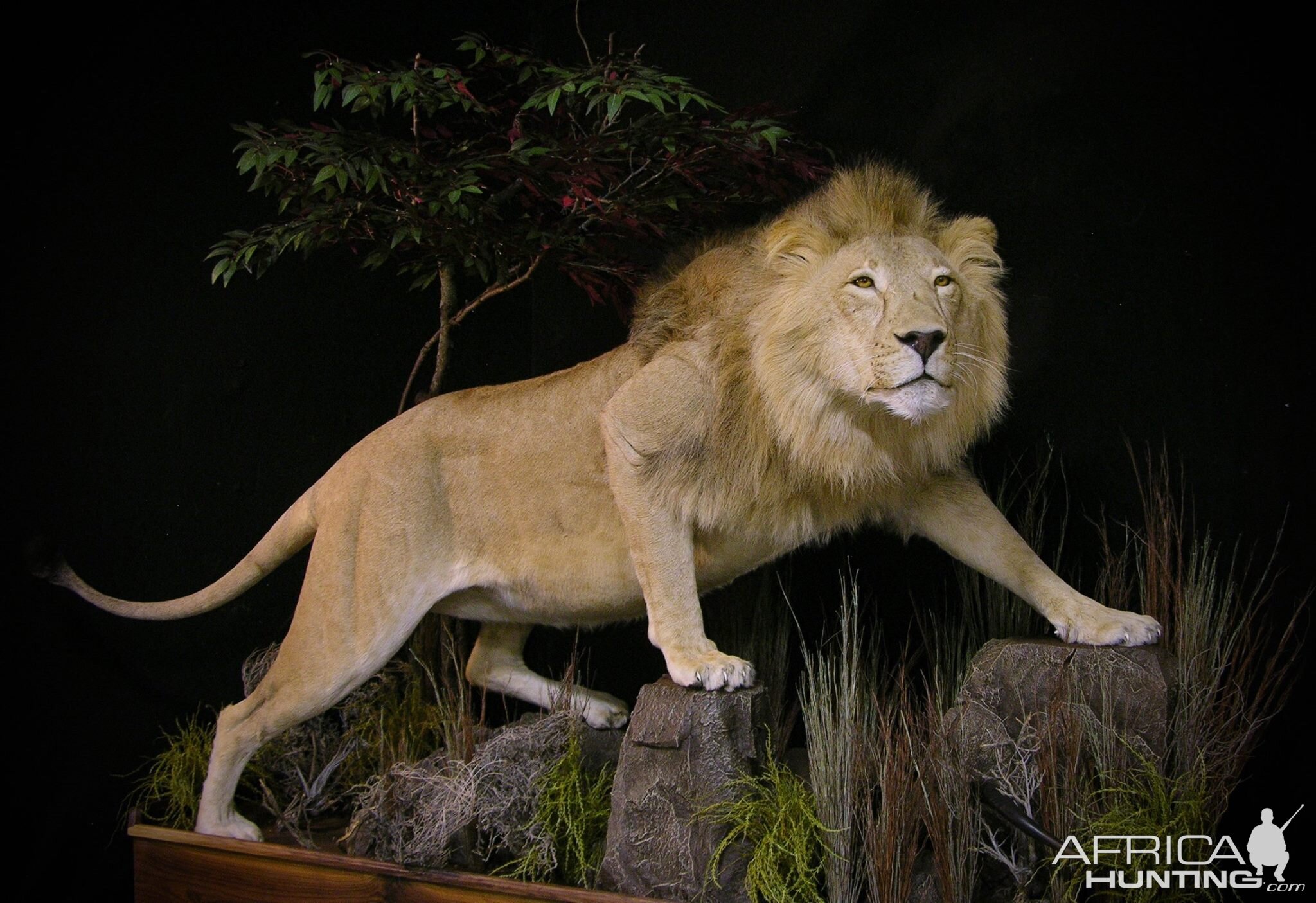 Lion Full Mount Pedestal Taxidermy