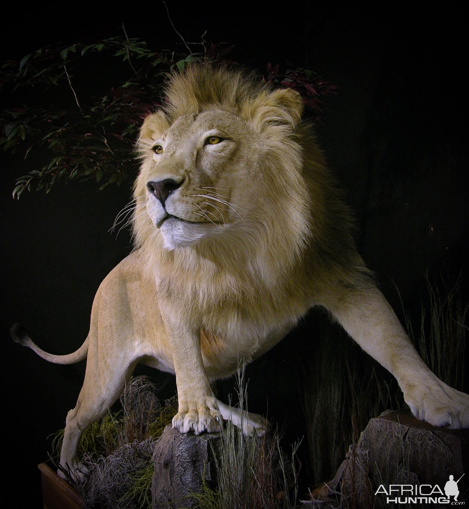 Lion Full Mount Pedestal Taxidermy