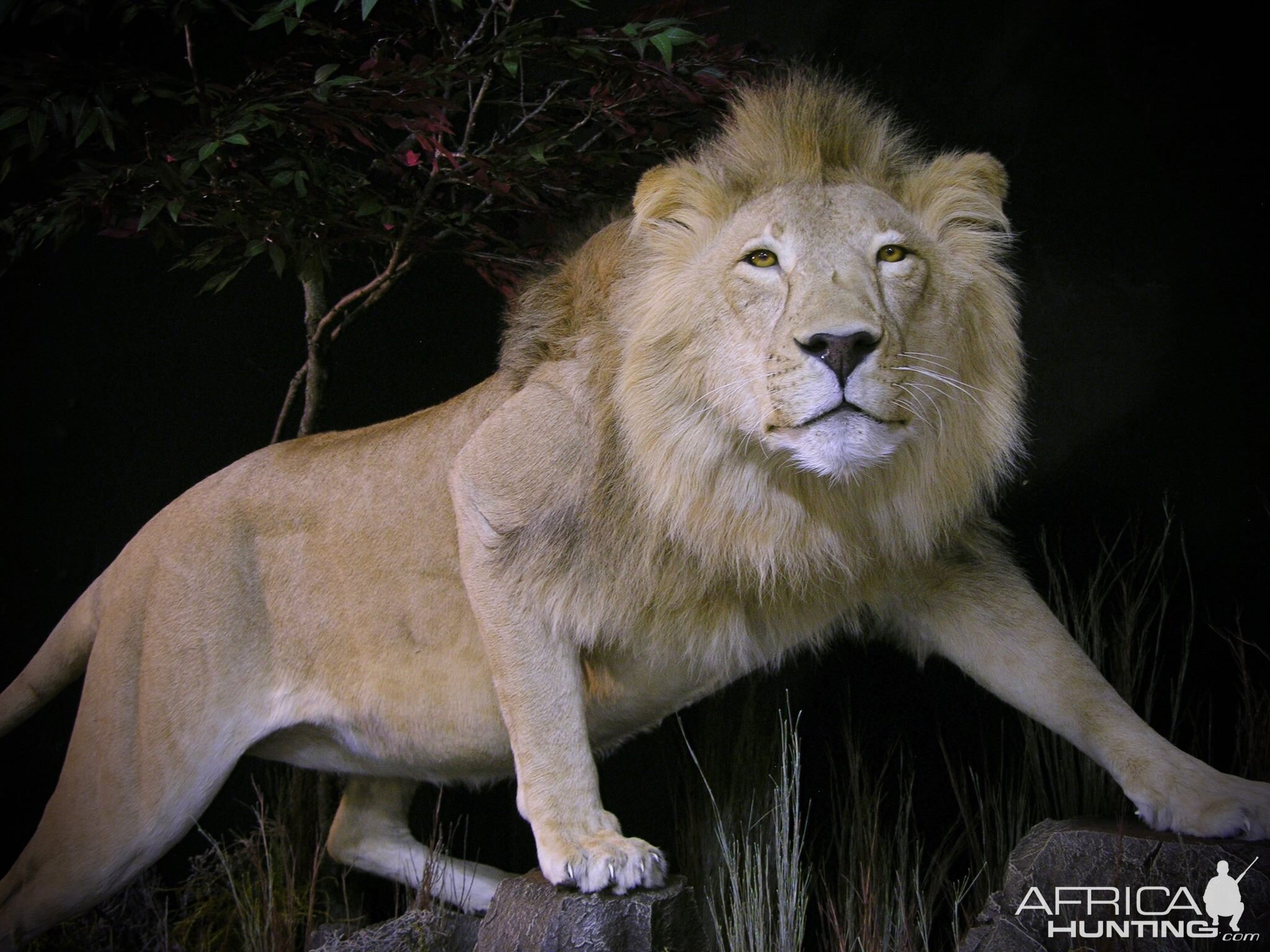 Lion Full Mount Pedestal Taxidermy