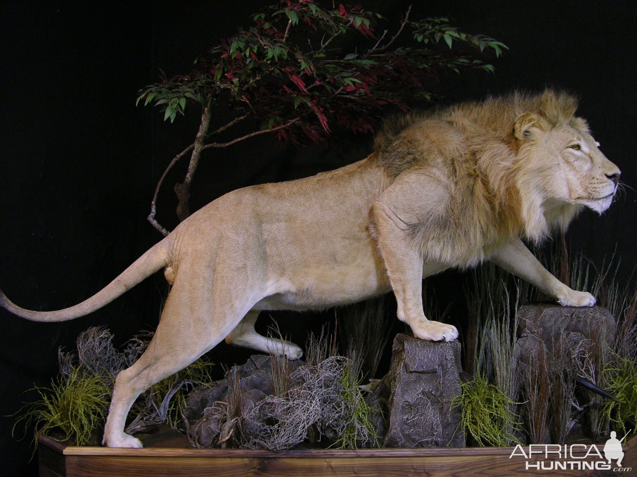 Lion Full Mount Pedestal Taxidermy