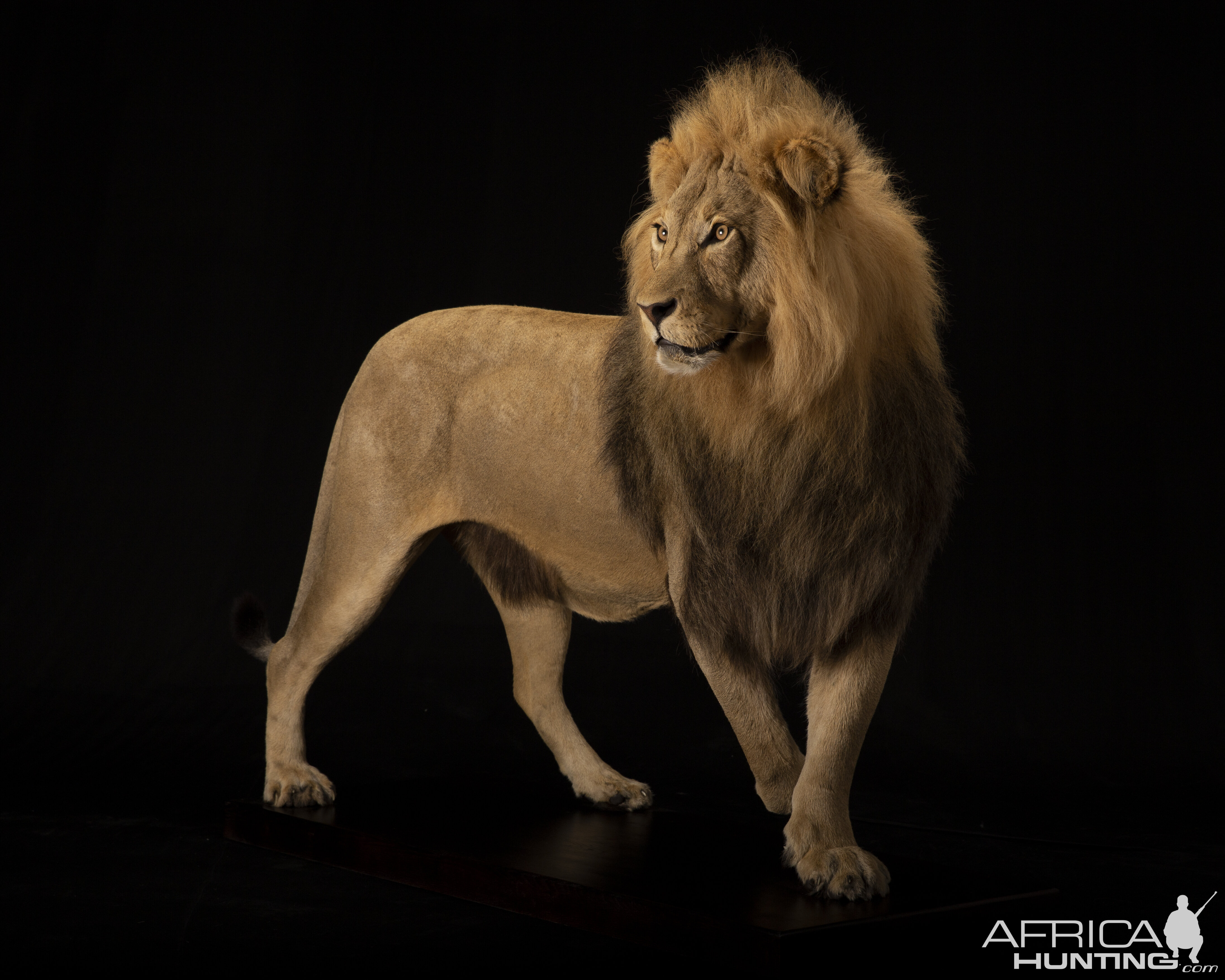 Lion Full Mount Taxidermy