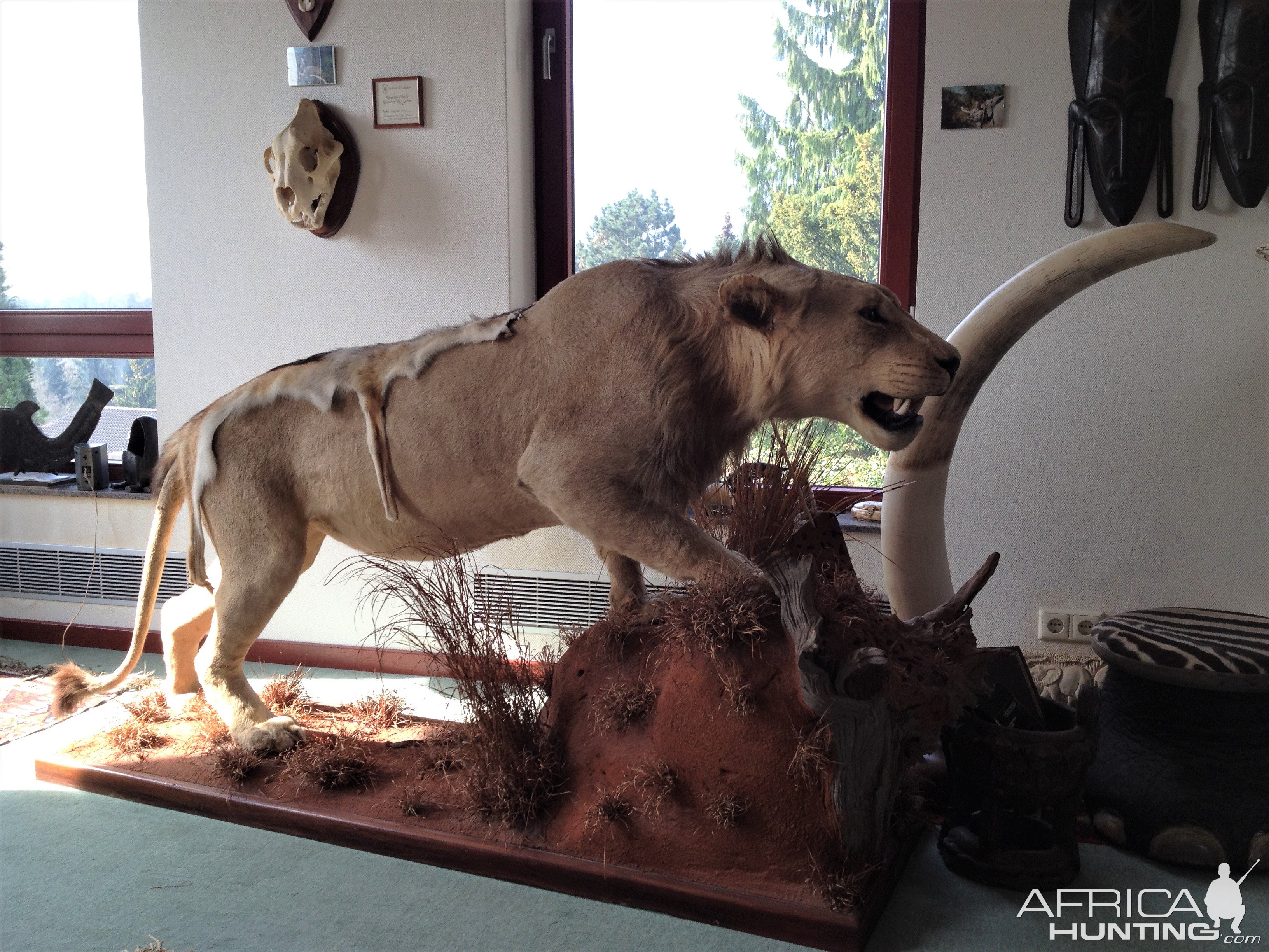 Lion Full Mount Taxidermy