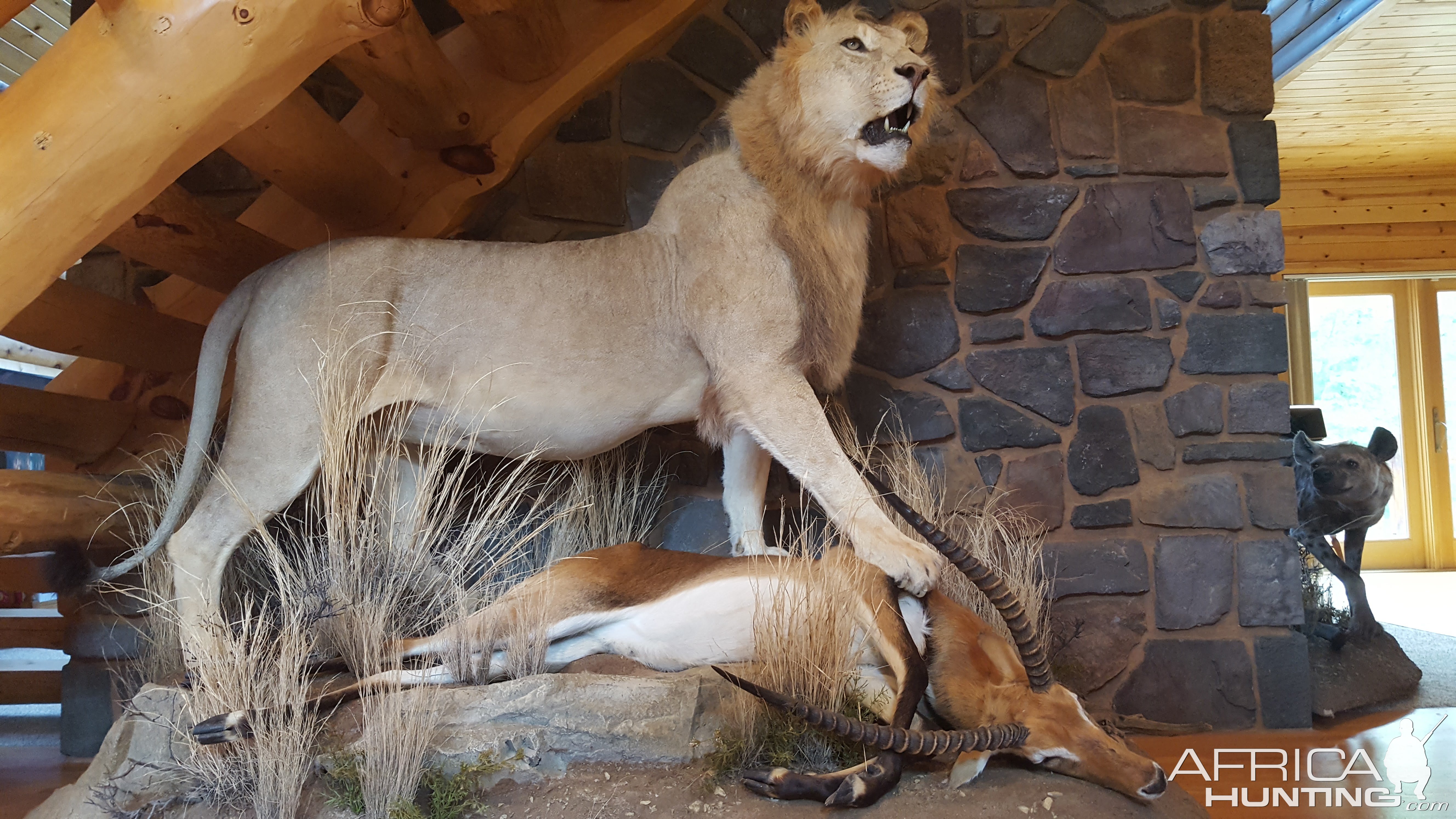 Lion Full Mount Taxidermy