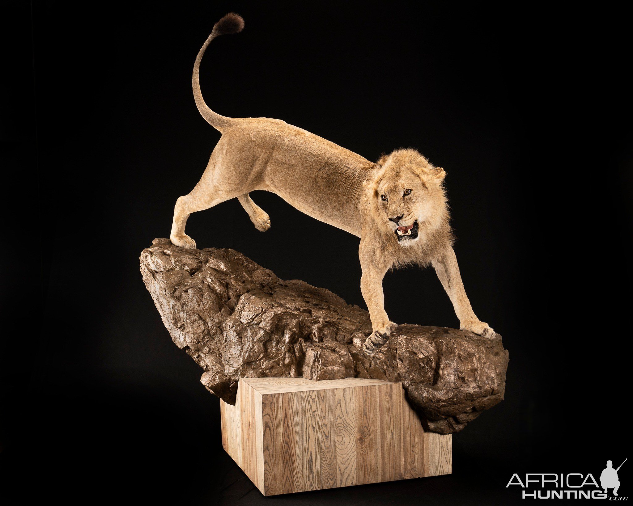 Lion Full Mount Taxidermy