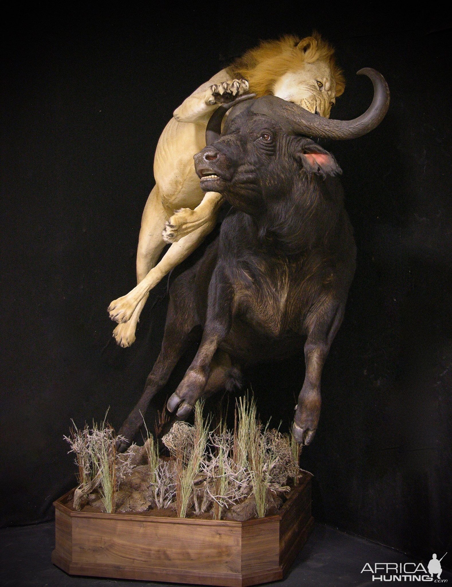 Lion Full Mount Taxidermy