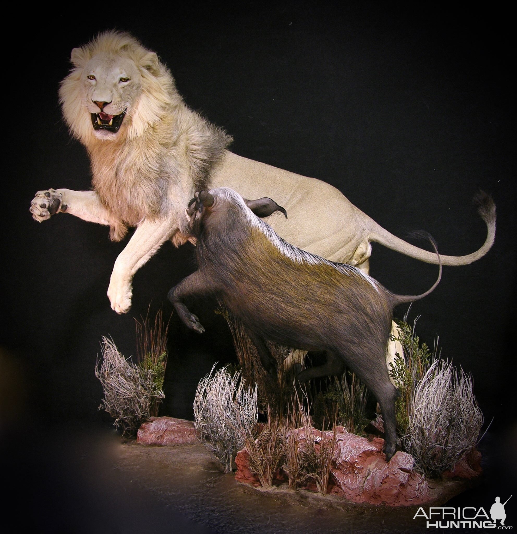 Lion Full Mount Taxidermy