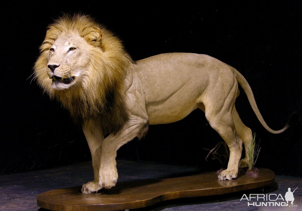 Lion Full Mount Taxidermy