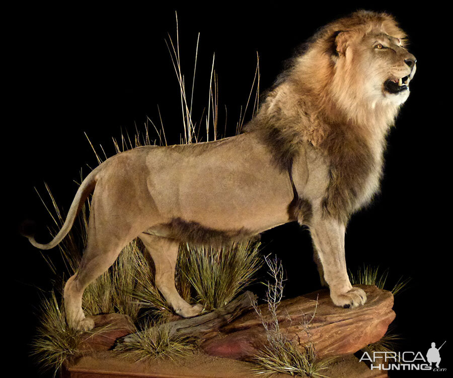 Lion Full Mount Taxidermy