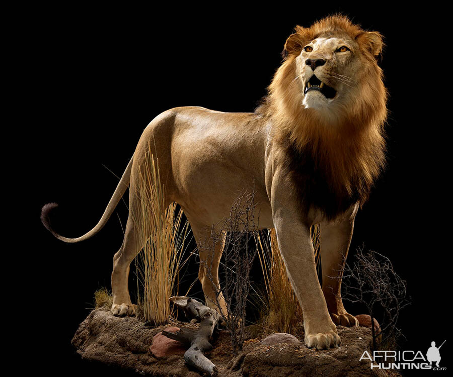 Lion Full Mount Taxidermy