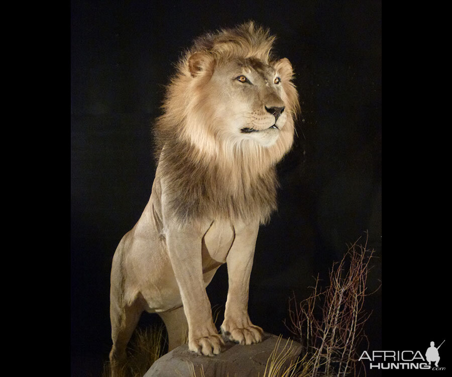 Lion Full Mount Taxidermy