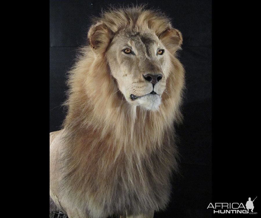 Lion Full Mount Taxidermy