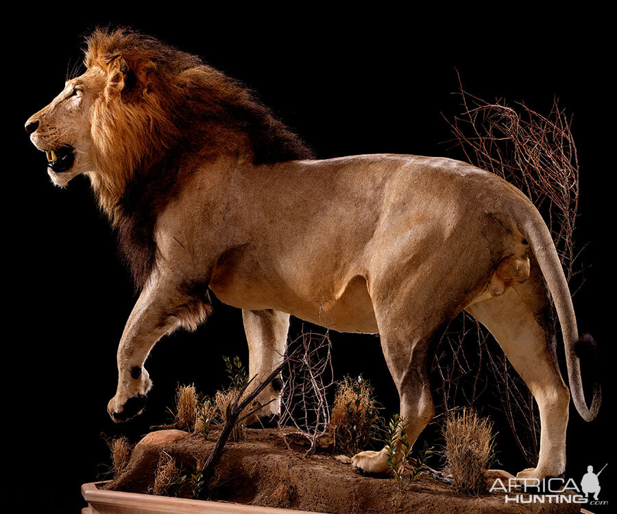 Lion Full Mount Taxidermy