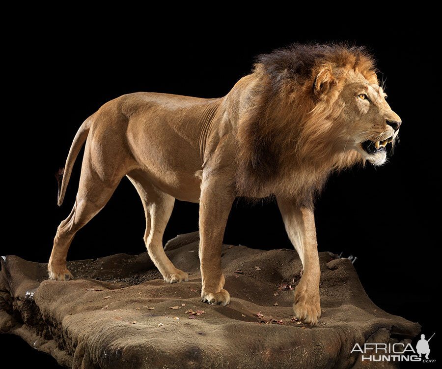 Lion Full Mount Taxidermy