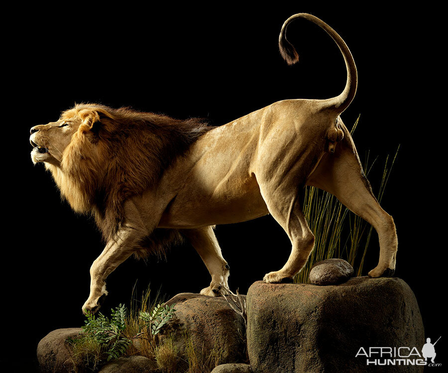 Lion Full Mount Taxidermy