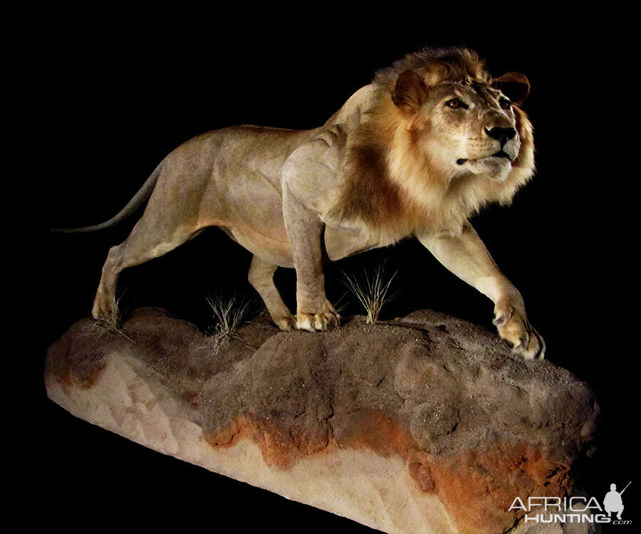 Lion Full Mount Taxidermy