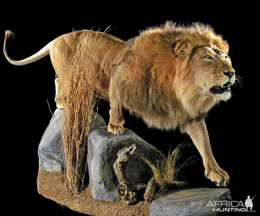 Lion Full Mount Taxidermy