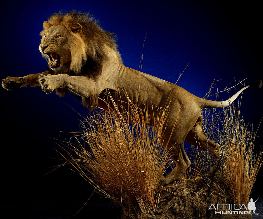 Lion Full Mount Taxidermy