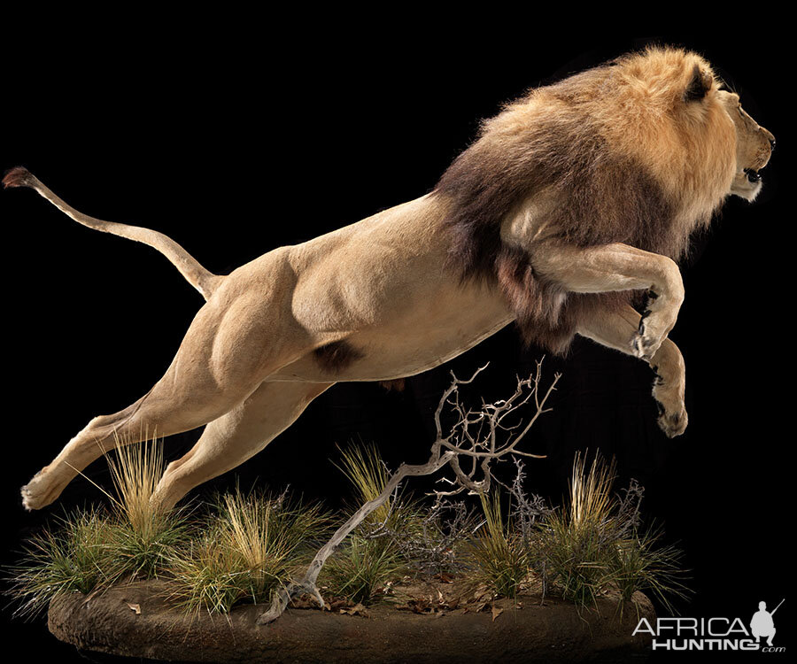 Lion Full Mount Taxidermy