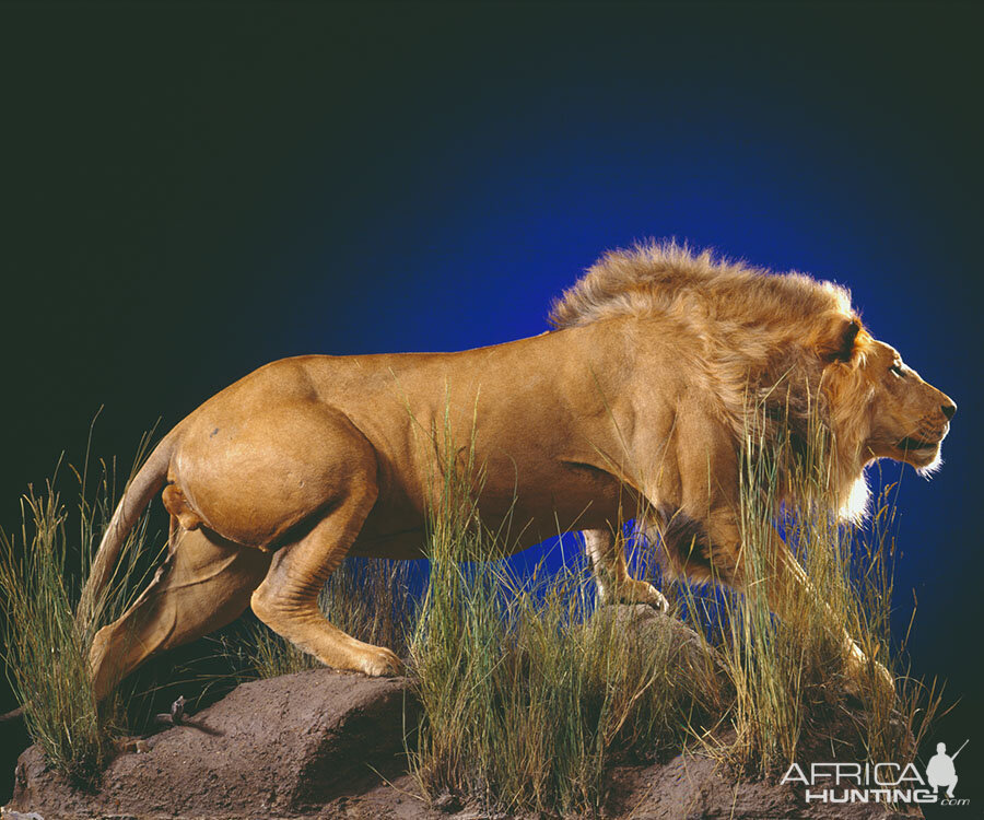 Lion Full Mount Taxidermy