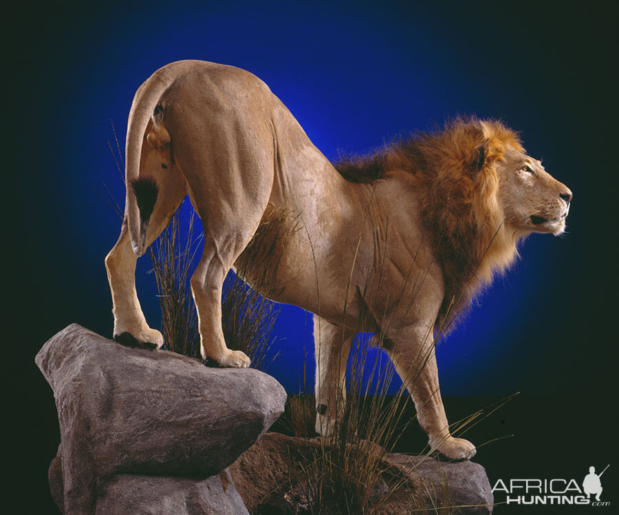 Lion Full Mount Taxidermy