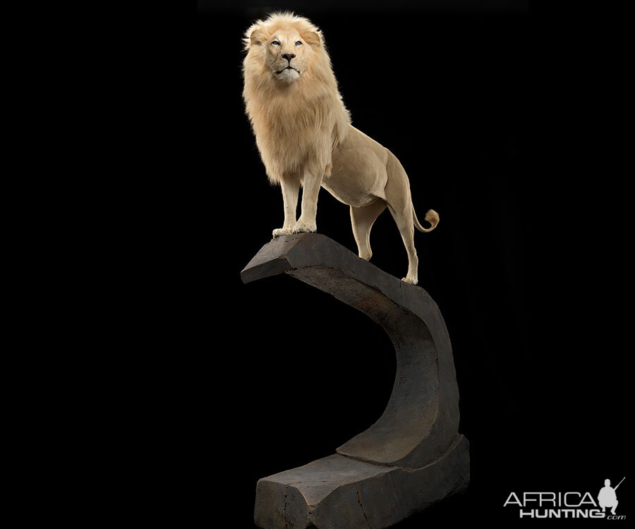 Lion Full Mount Taxidermy