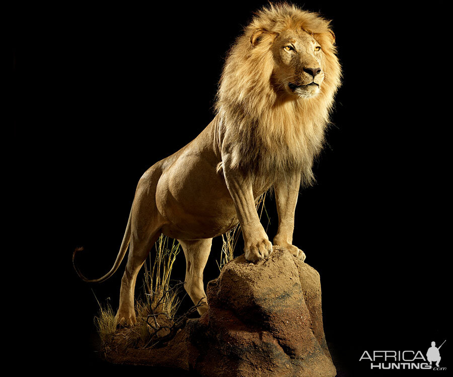 Lion Full Mount Taxidermy