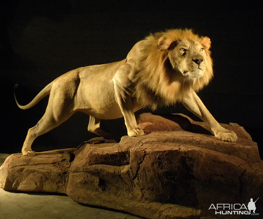 Lion Full Mount Taxidermy