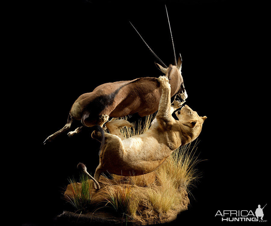 Lion & Gemsbok Full Mount Taxidermy