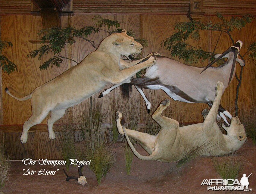 Lion Gemsbok taxidermy scene by The Artistry of Wildlife