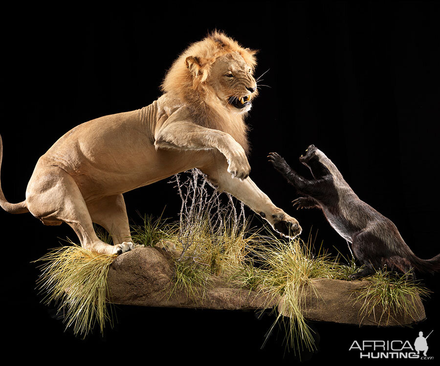 Lion & Honey Badger Full Mount Taxidermy