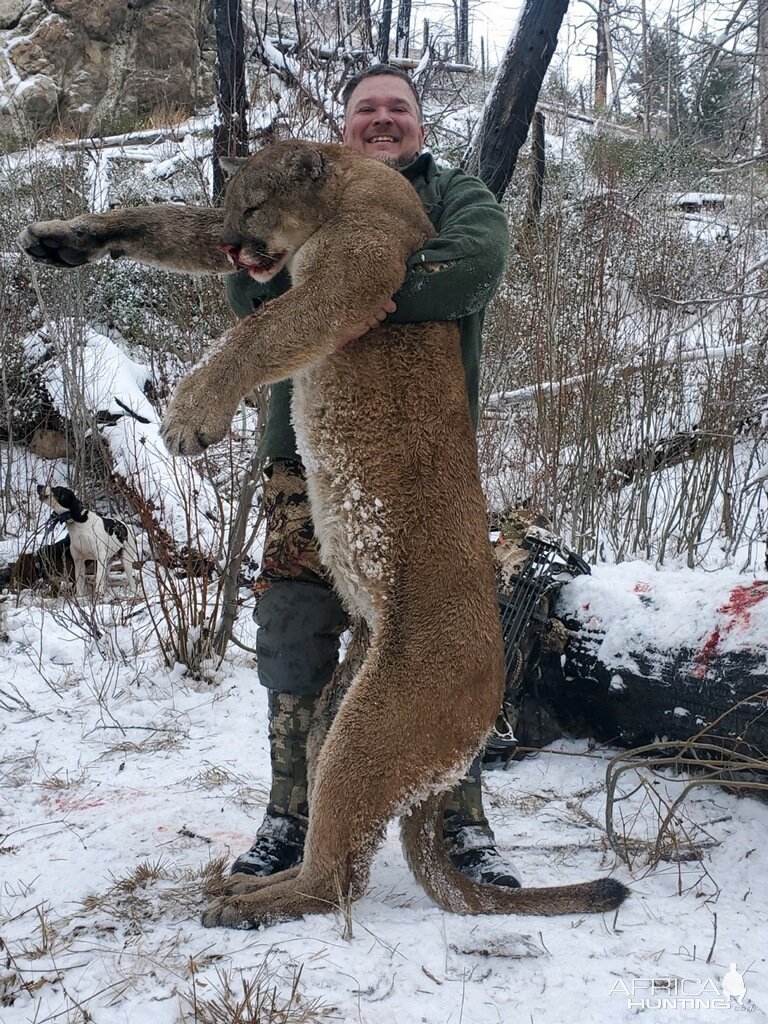 Lion Hunt Idaho