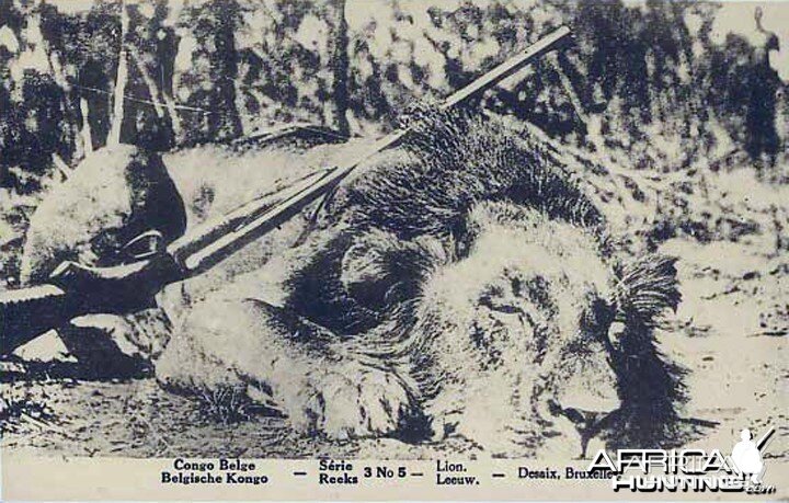 Lion Hunt in Belgian Congo