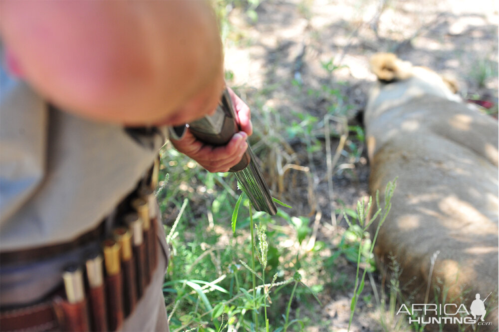 Lion Hunt in Zimbabwe