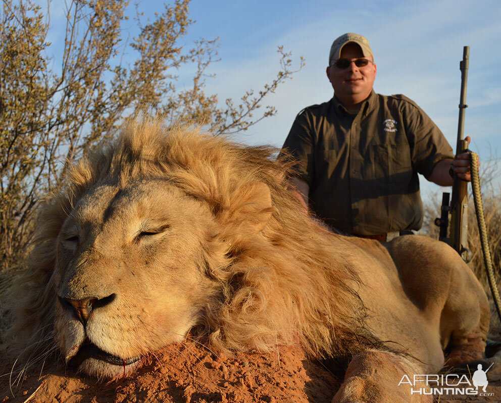 Lion Hunt Kalahari South Africa