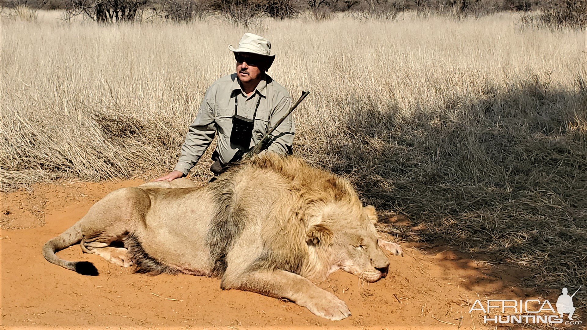 Lion Hunt Kalahari South Africa