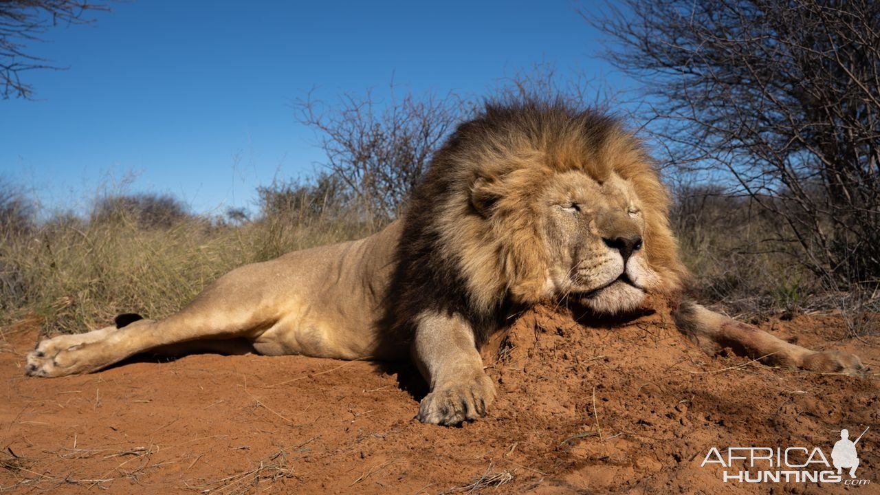 Lion Hunt Kalahari South Africa