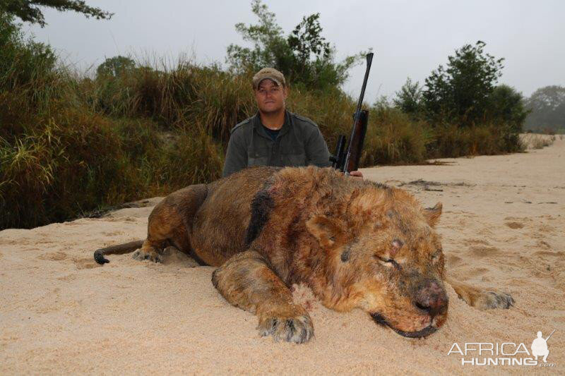 Lion Hunt Mozambique