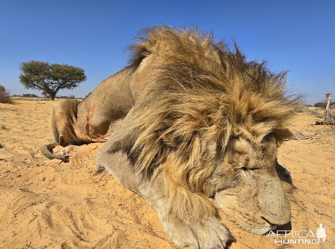 Lion Hunt South Africa