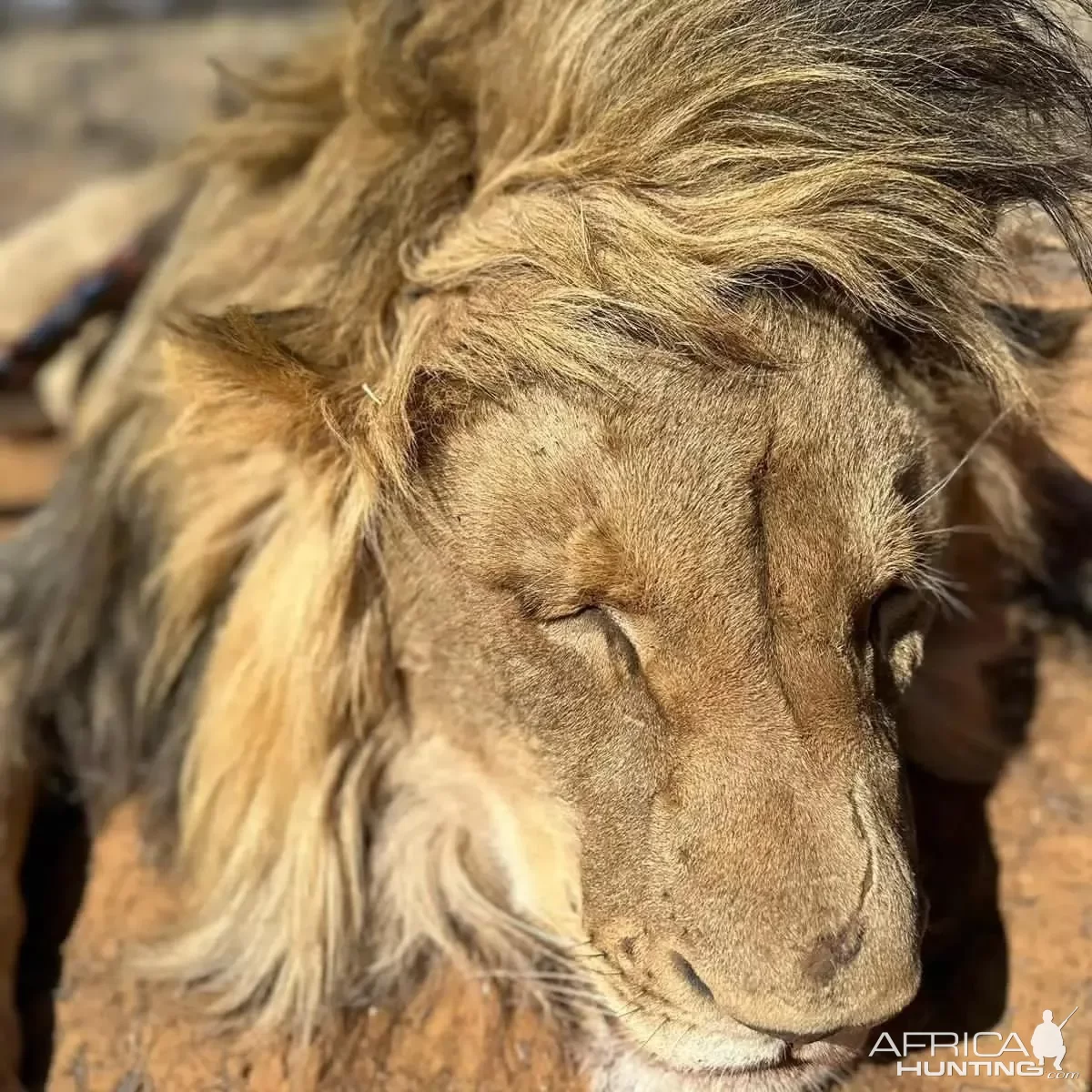 Lion Hunt South Africa