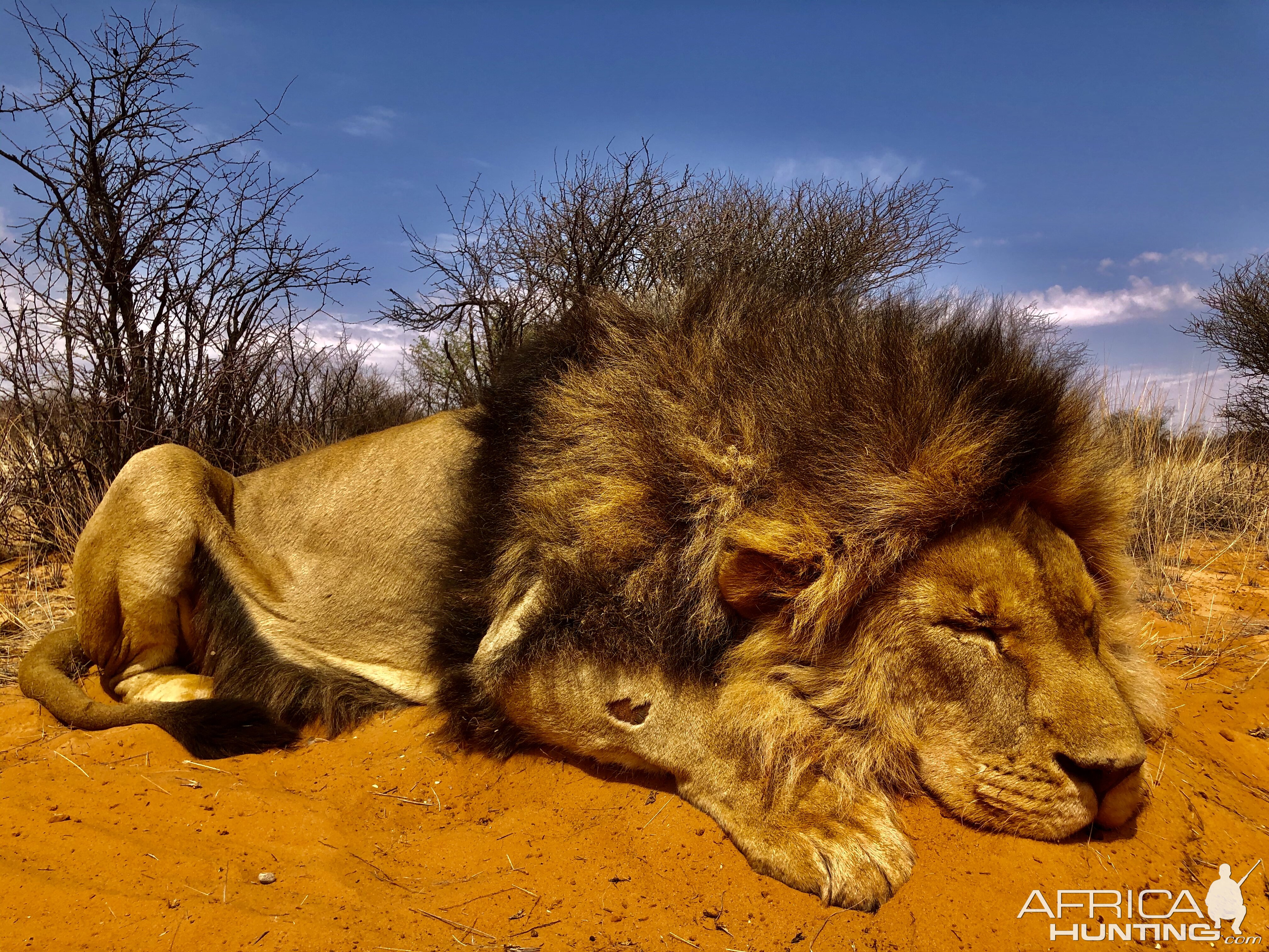 Lion Hunt South Africa