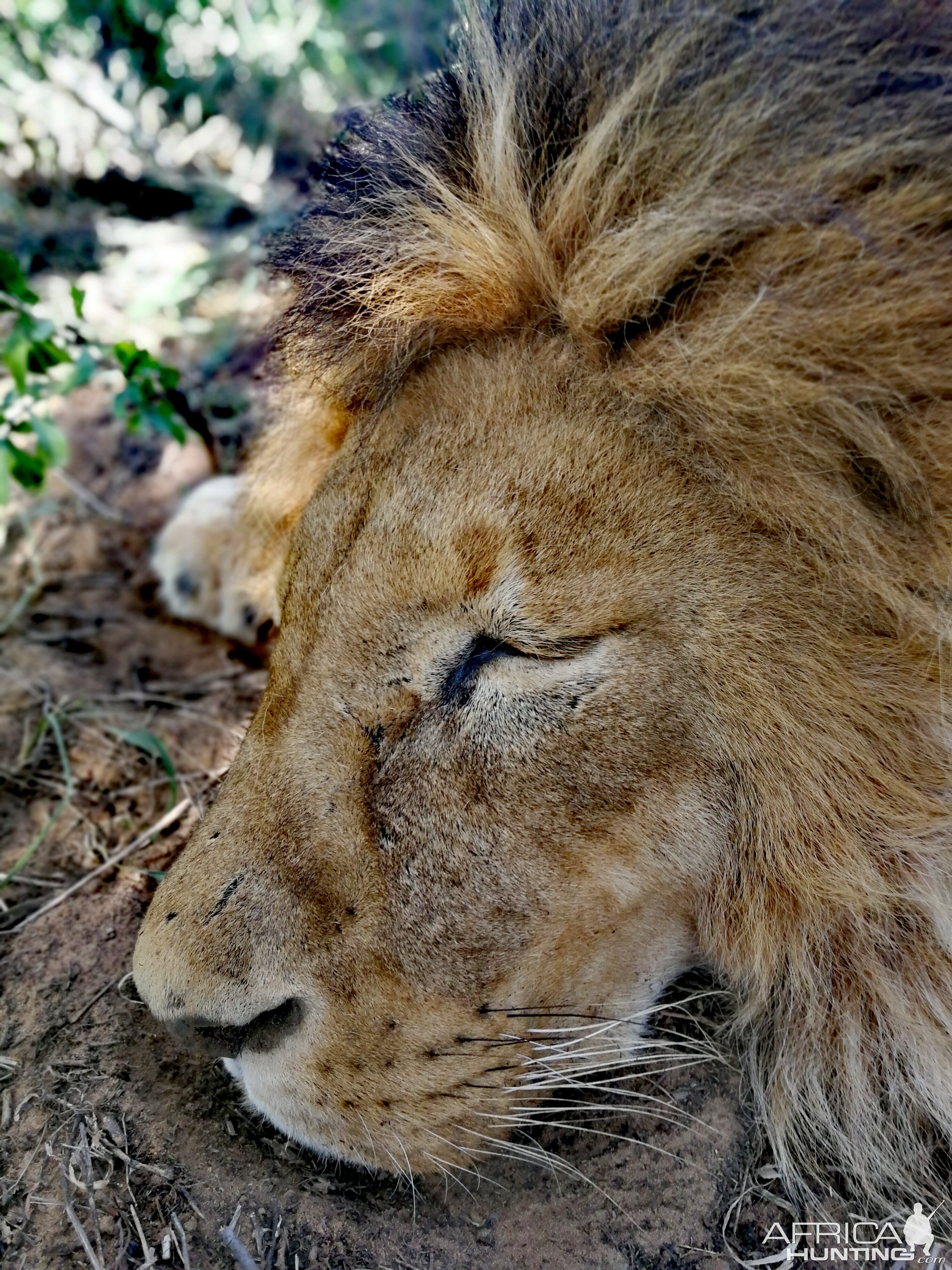 Lion Hunt South Africa