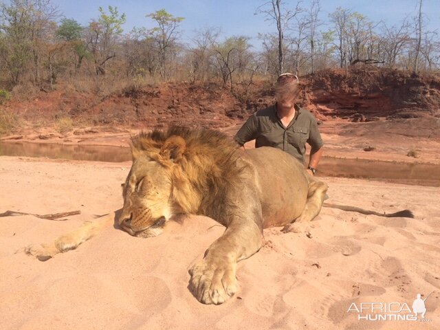 Lion Hunt Zimbabwe