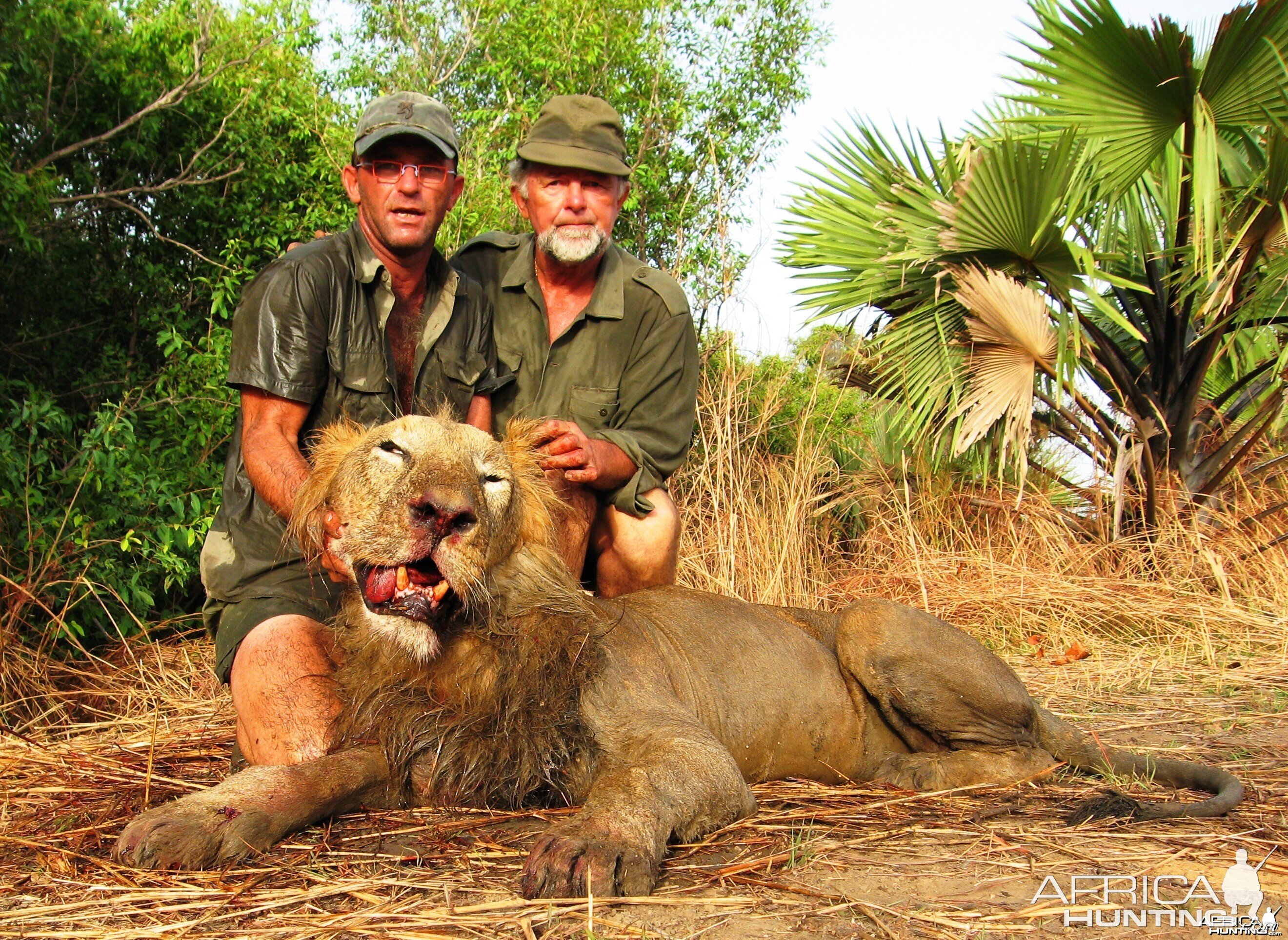 Lion hunted in Benin