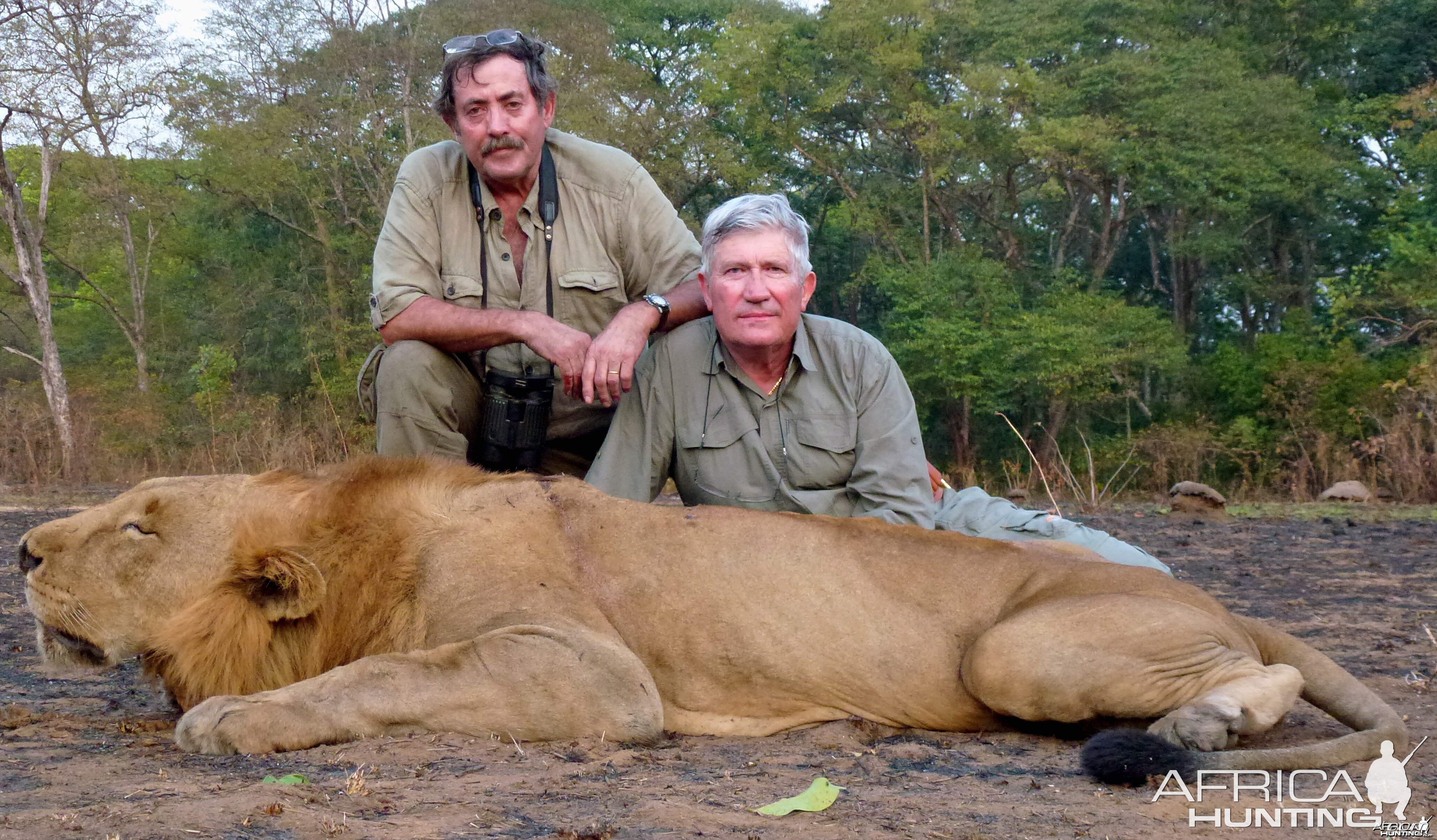 Lion hunted in Central Africa with Club Faune