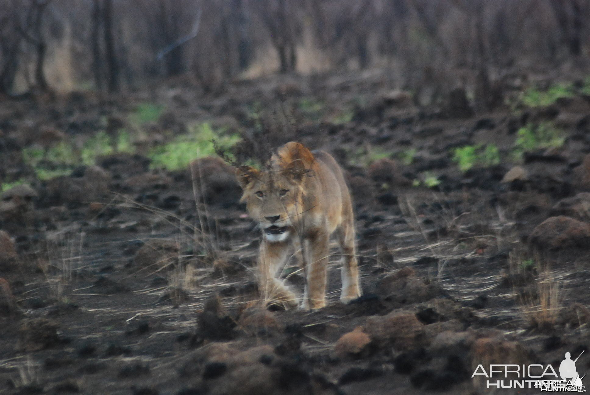 Lion Hunting by Call in Africa