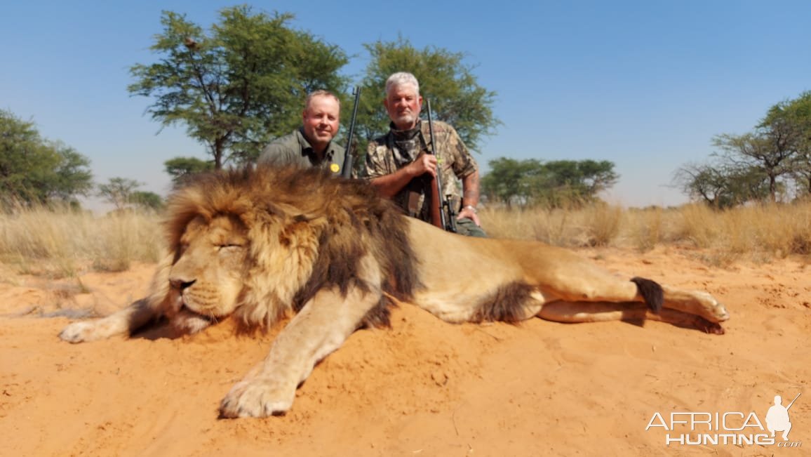 Lion Hunting Kalahari South Africa