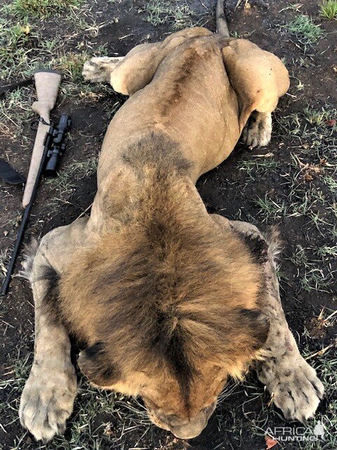 Lion Hunting Matetsi Zimbabwe