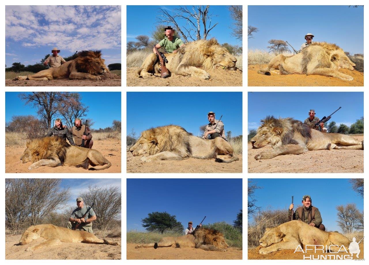 Lion Hunting South Africa