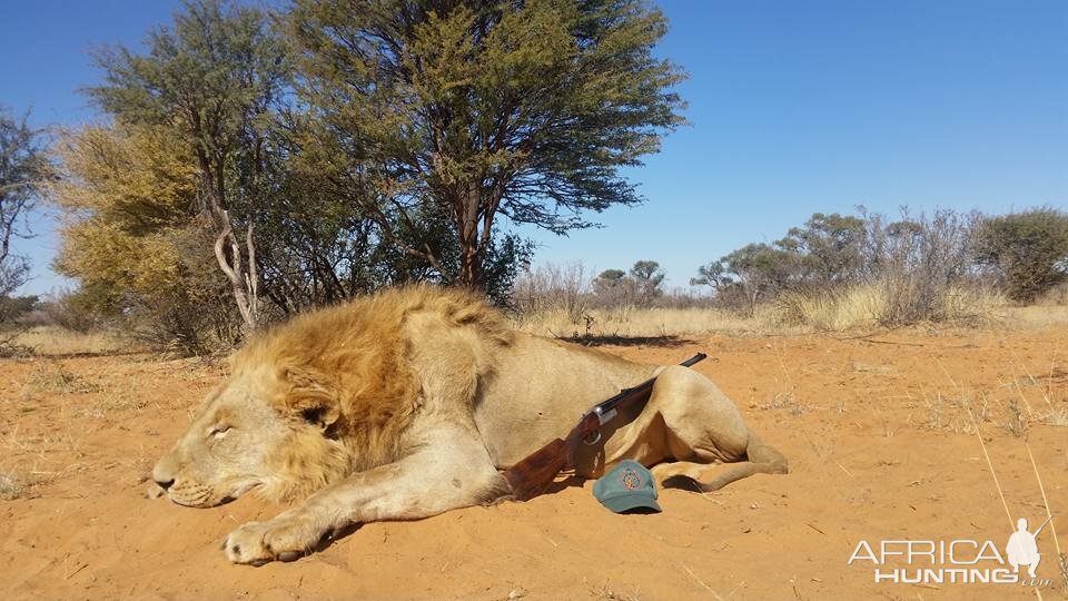 Lion Hunting South Africa